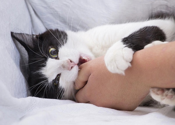 Bị mèo cắn chảy máu có nên đi tiêm phòng không?