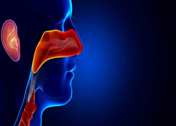 Tai mũi họng là 3 cơ qua liên quan mật thiết với nhau